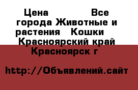 Zolton › Цена ­ 30 000 - Все города Животные и растения » Кошки   . Красноярский край,Красноярск г.